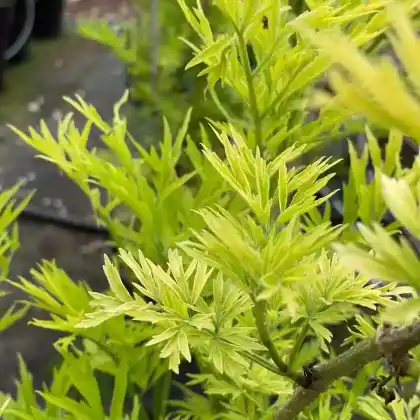 Foto von Schwarzer Holunder 'Golden Tower' (Sambucus nigra 'Golden Tower')