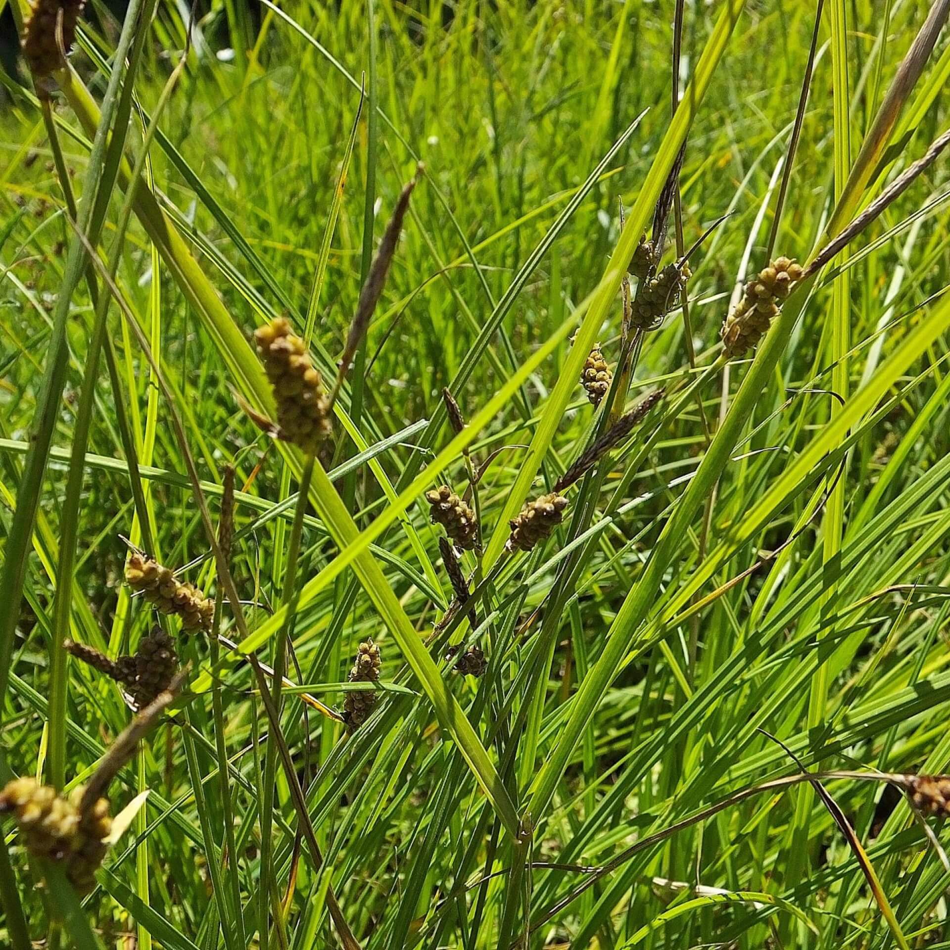 Pillen-Segge (Carex pilulifera)