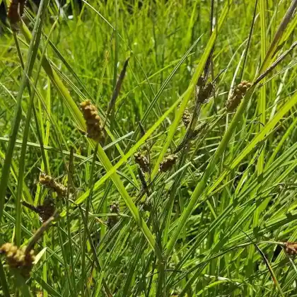 Foto von Pillen-Segge (Carex pilulifera)
