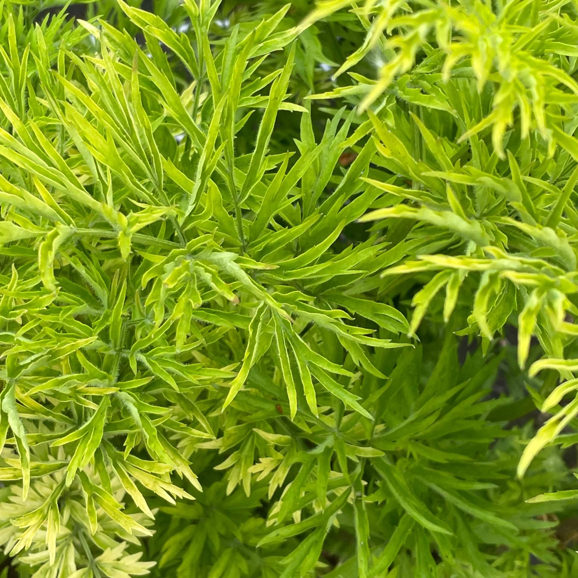 Roter Holunder 'Golden Lace' (Sambucus racemosa 'Golden Lace')