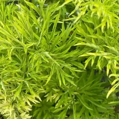 Foto von Roter Holunder 'Golden Lace' (Sambucus racemosa 'Golden Lace')