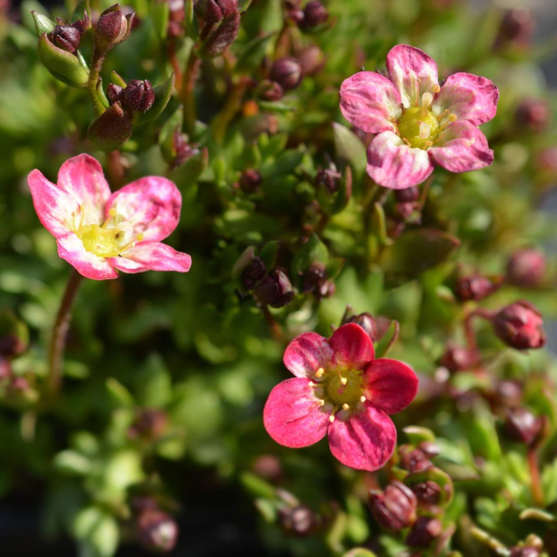 Moos-Steinbrech 'Peter Pan' (Saxifraga x arendsii 'Peter Pan')