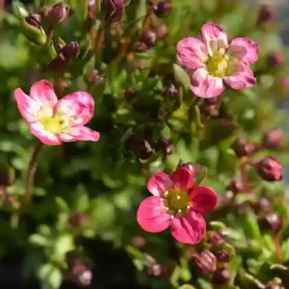 Foto von Moos-Steinbrech 'Peter Pan' (Saxifraga x arendsii 'Peter Pan')