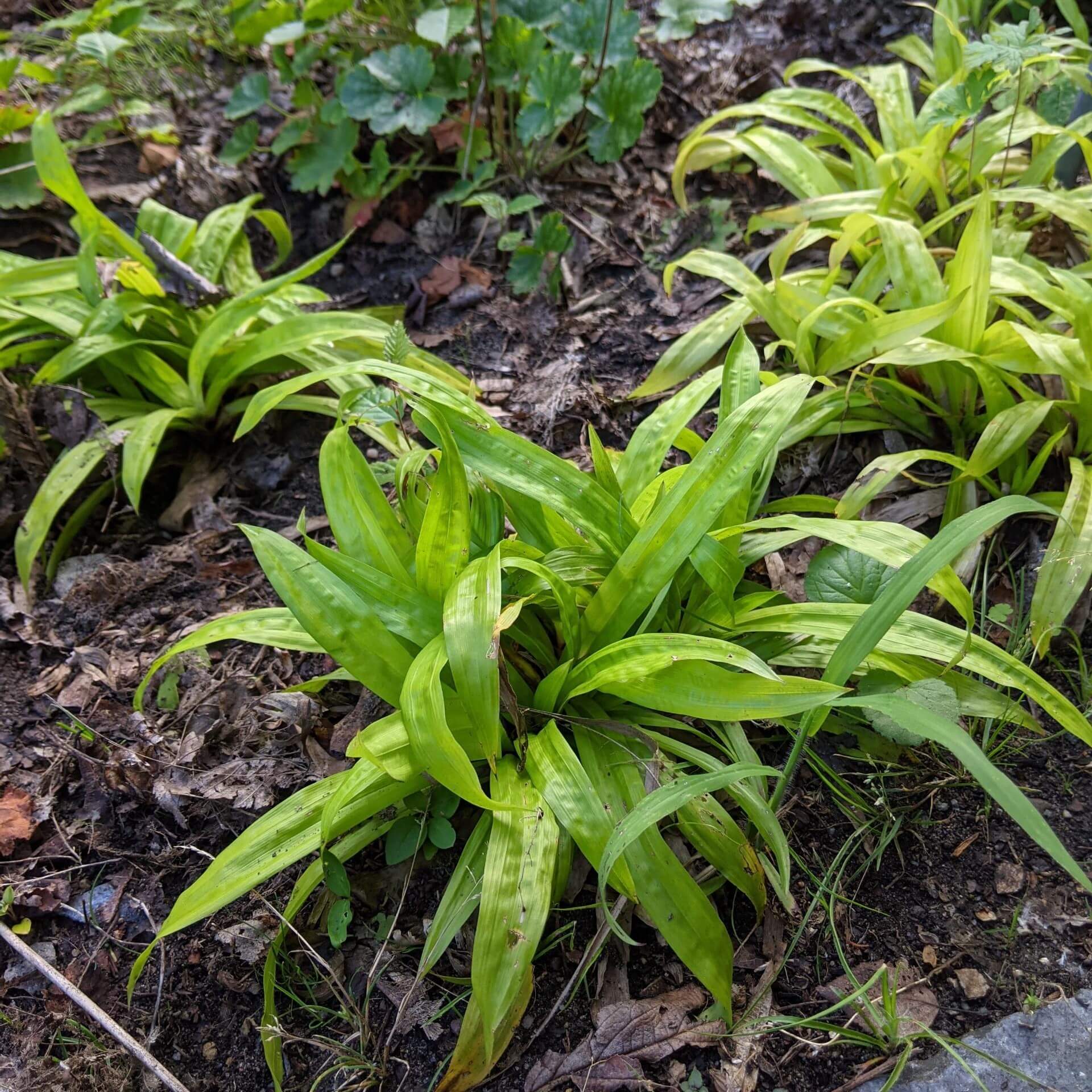 Breitblatt-Segge (Carex plantaginea)