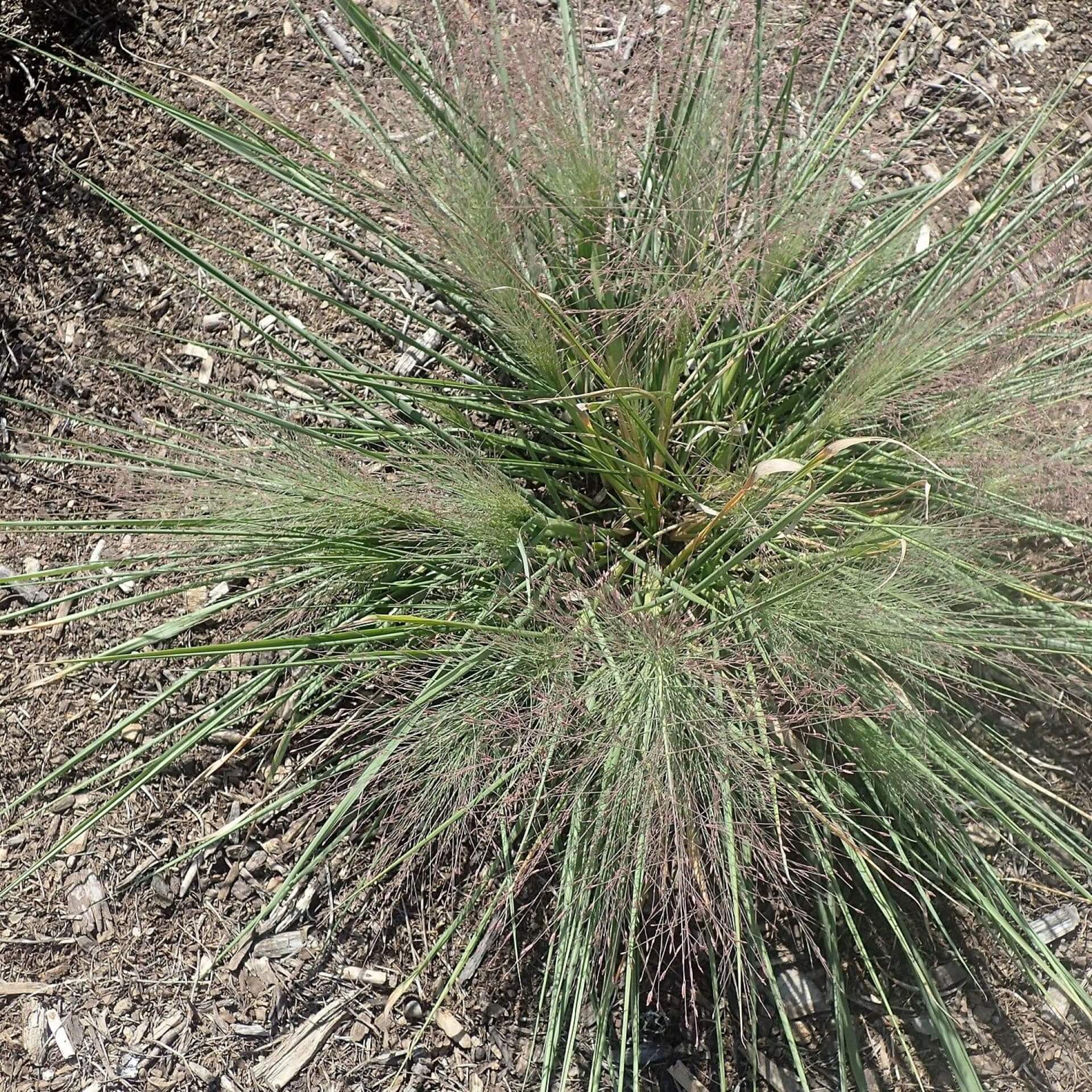 Präriegras 'Standing Ovation' (Schizachyrium scoparium 'Standing Ovation')