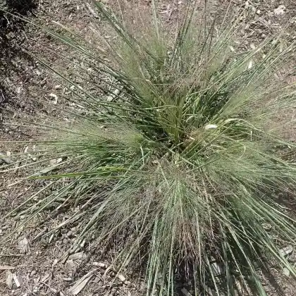 Foto von Präriegras 'Standing Ovation' (Schizachyrium scoparium 'Standing Ovation')