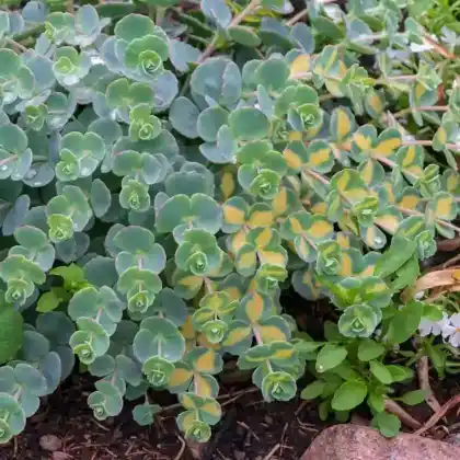 Foto von Siebold-Fetthenne 'Mediovariegatum' (Sedum sieboldii 'Mediovariegatum')