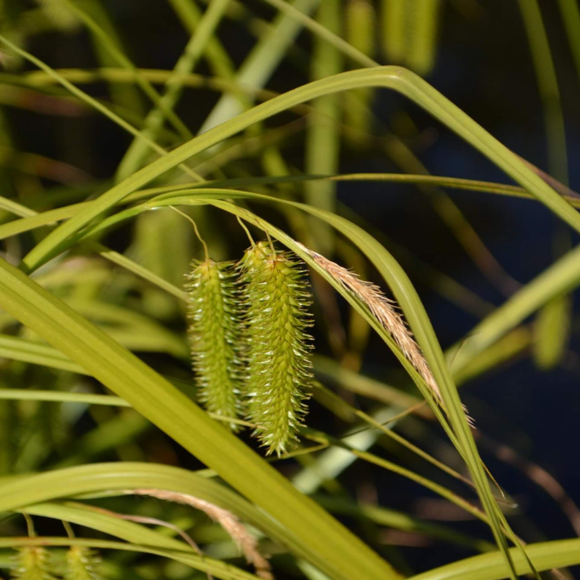 Scheinzypergras-Segge (Carex pseudocyperus)