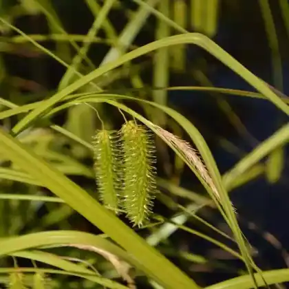 Foto von Scheinzypergras-Segge (Carex pseudocyperus)