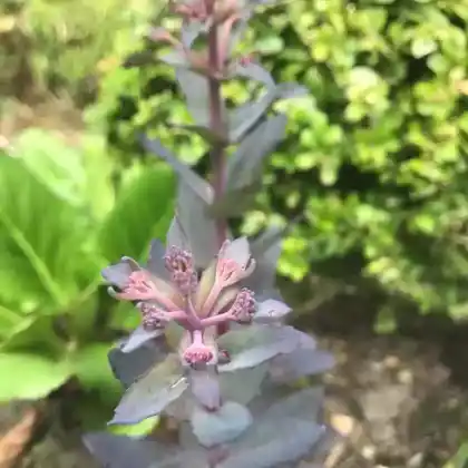 Foto von Purpur-Fetthenne 'José Aubergine' (Sedum telephium 'José Aubergine')