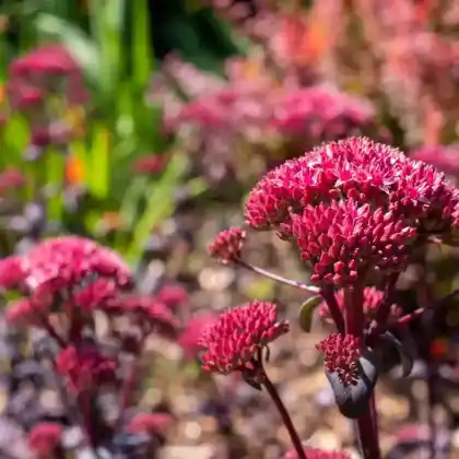 Foto von Purpur-Fetthenne 'Red Cauli' (Sedum telephium 'Red Cauli')
