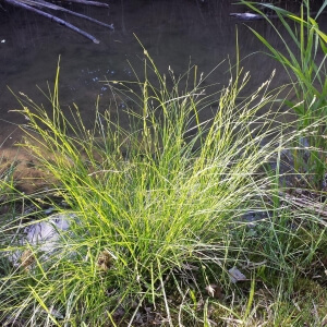 Carex remota