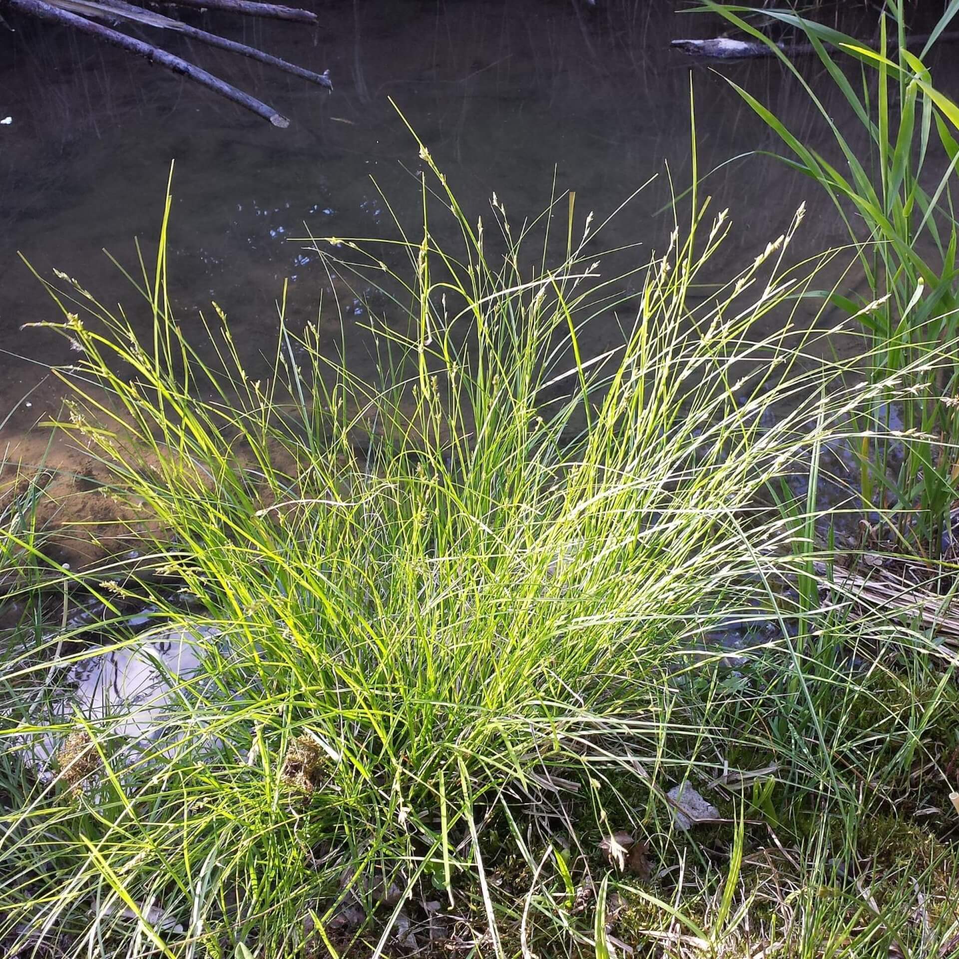 Winkel-Segge (Carex remota)