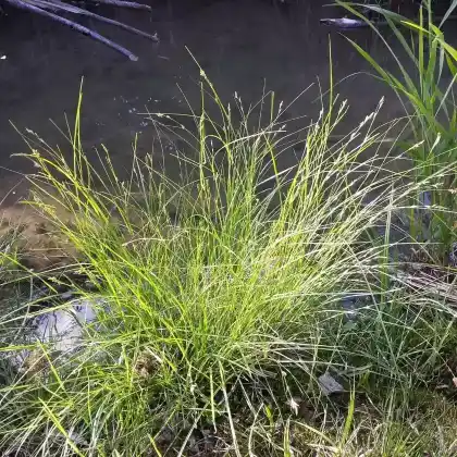 Foto von Winkel-Segge (Carex remota)