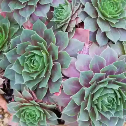 Foto von Dach-Hauswurz 'Othello' (Sempervivum tectorum 'Othello')
