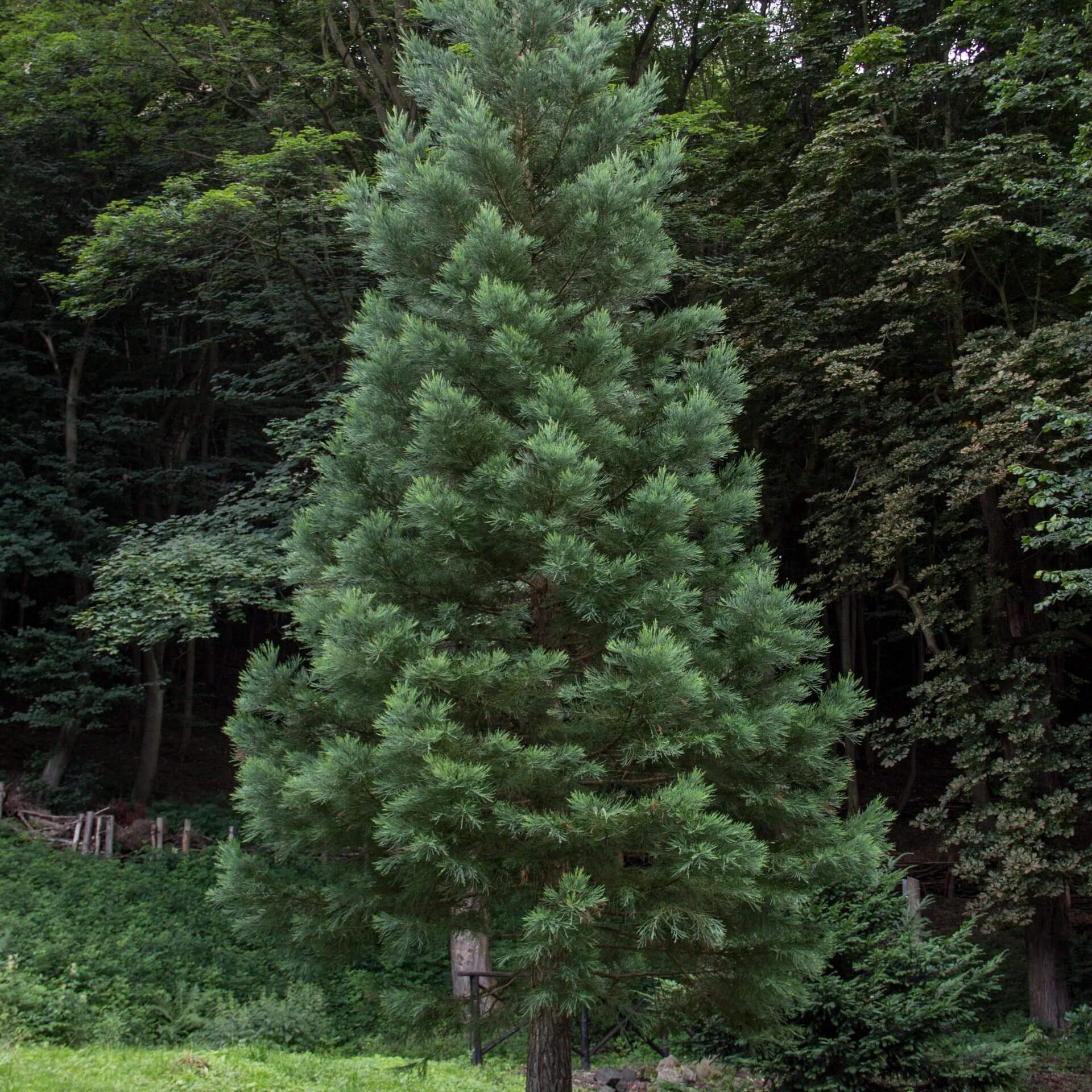Riesen-Mammutbaum 'Glaucum' (Sequoiadendron giganteum 'Glaucum')
