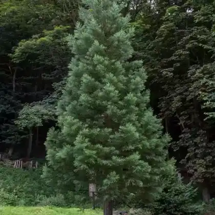 Foto von Riesen-Mammutbaum 'Glaucum' (Sequoiadendron giganteum 'Glaucum')