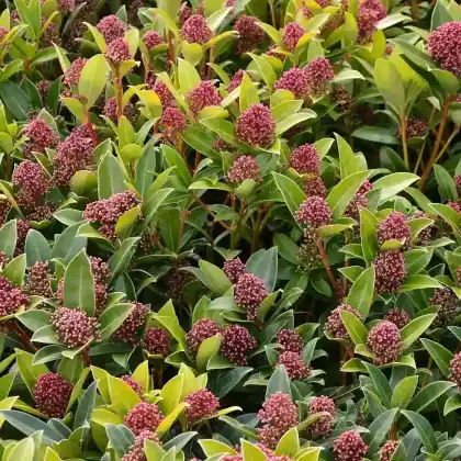 Foto von Japanische Skimmie 'Fragrant Cloud' (Skimmia japonica 'Fragrant Cloud')