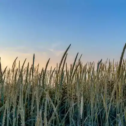 Foto von Ufer-Segge (Carex riparia)
