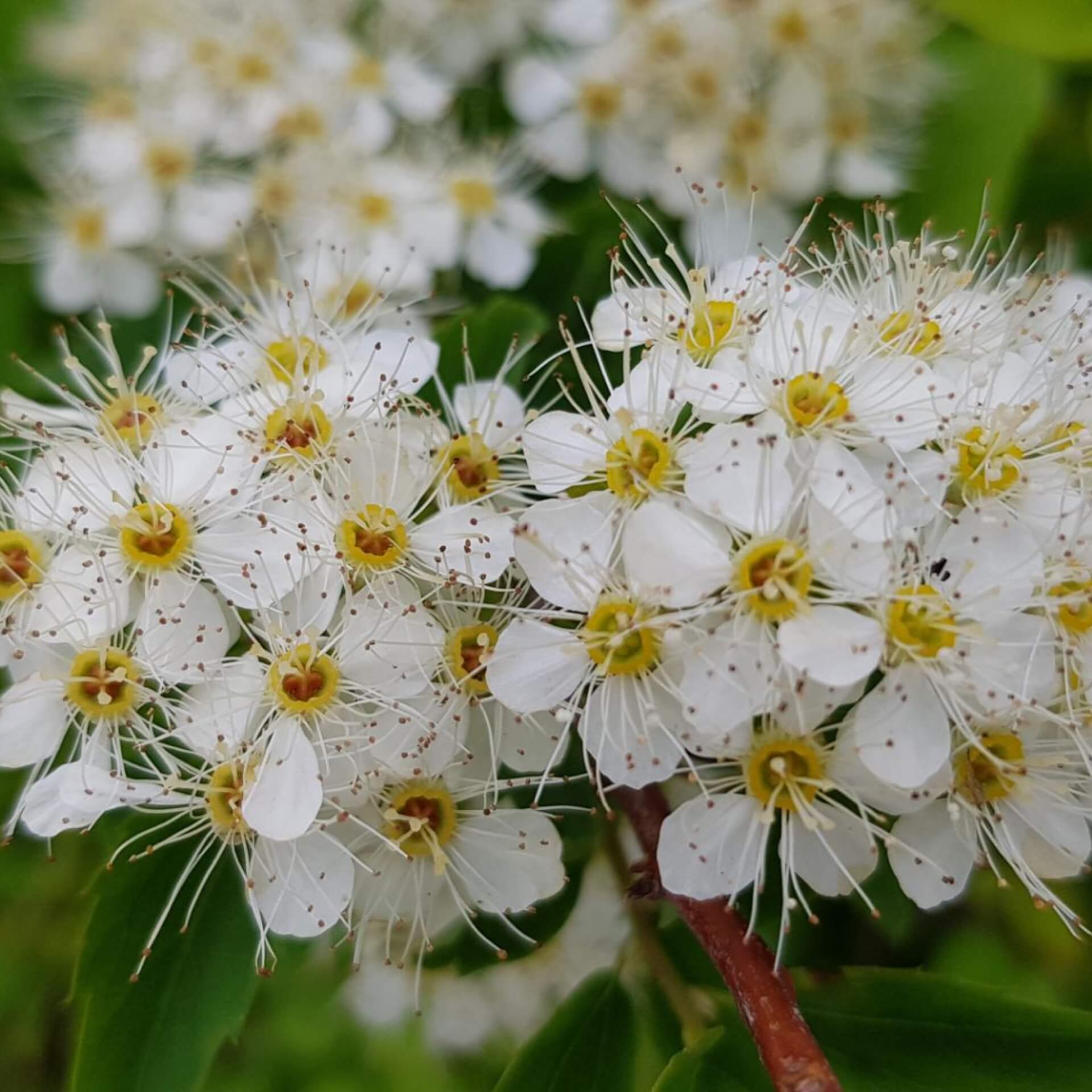 Ebereschen-Fiederspiere 'Sem' (Sorbaria sorbifolia 'Sem')