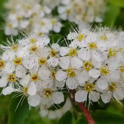 Foto von Ebereschen-Fiederspiere 'Sem' (Sorbaria sorbifolia 'Sem')