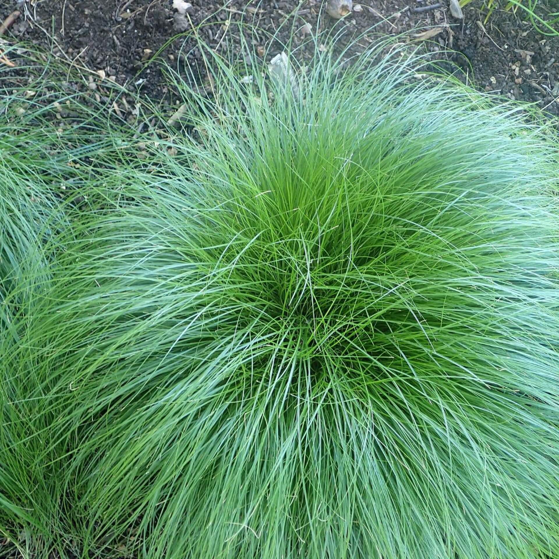 Rosensegge (Carex rosea)