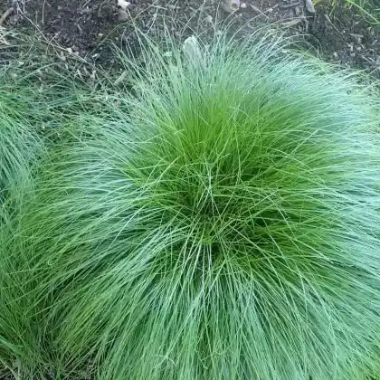 Foto von Rosensegge (Carex rosea)