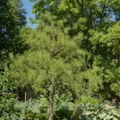 Foto von Sumpfzypresse 'Nutans' (Taxodium distichum 'Nutans')