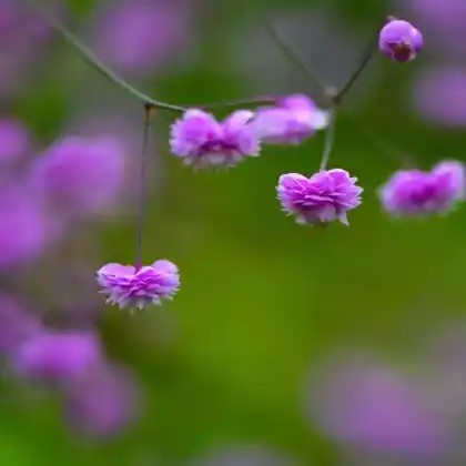 Foto von Chinesische Wiesenraute 'Hewitt's Double' (Thalictrum delavayi 'Hewitt's Double')
