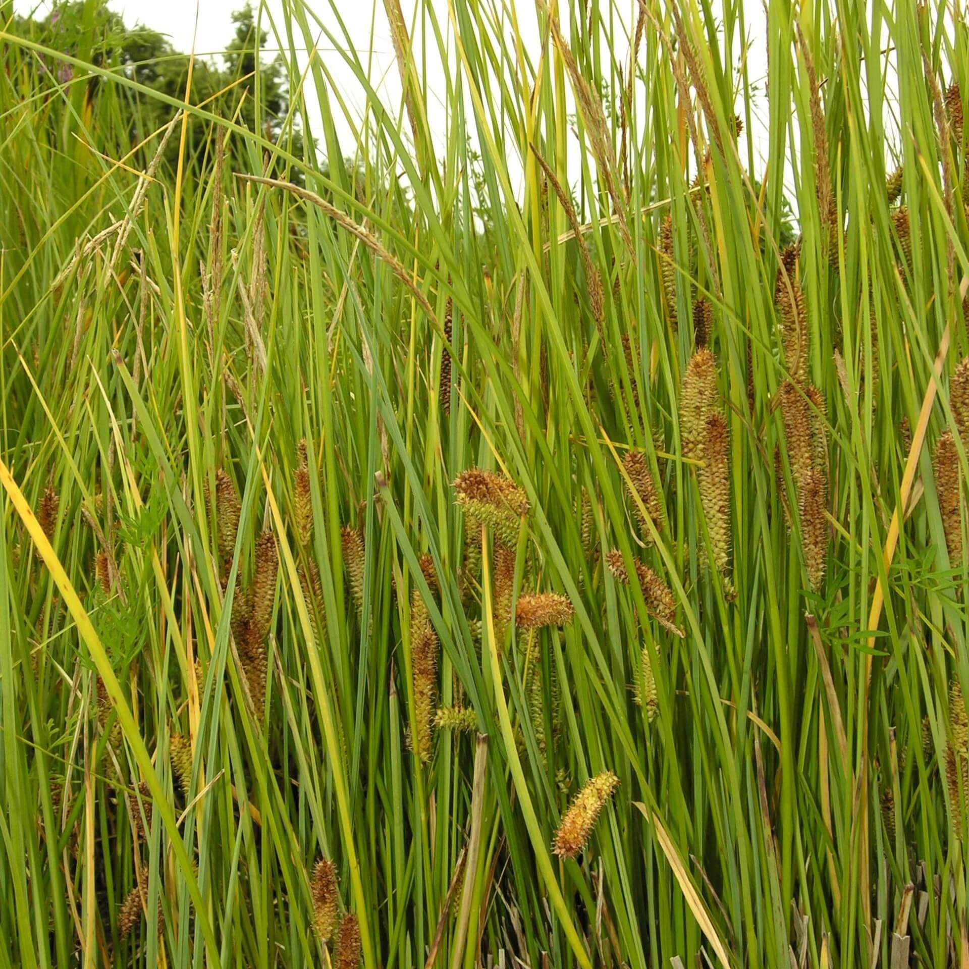 Schnabel-Segge (Carex rostrata)