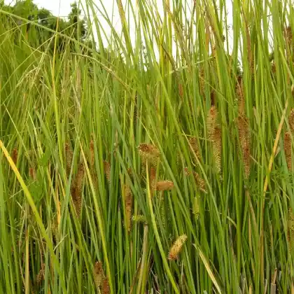 Foto von Schnabel-Segge (Carex rostrata)