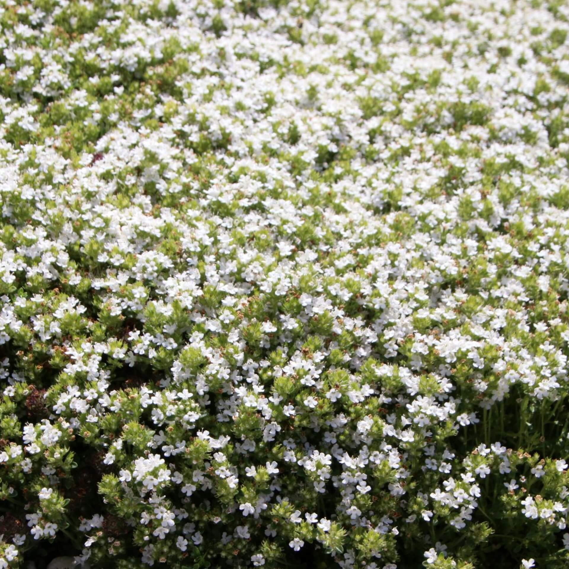 Frühlingsthymian 'Albiflorus' (Thymus praecox 'Albiflorus')