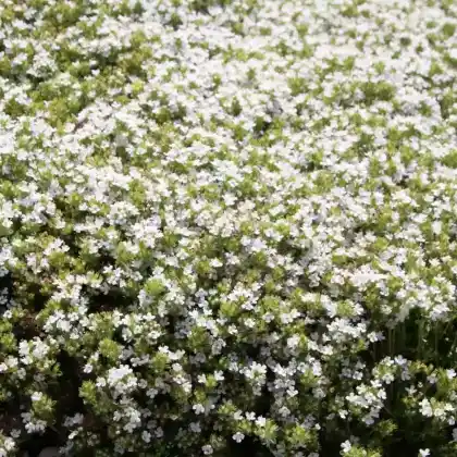 Foto von Frühlingsthymian 'Albiflorus' (Thymus praecox 'Albiflorus')