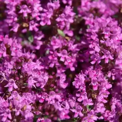 Foto von Frühlingsthymian 'Red Carpet' (Thymus praecox 'Red Carpet')