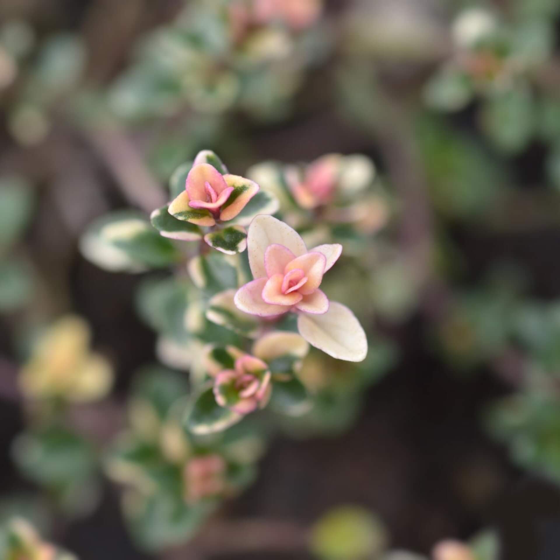 Breitblättriger Thymian 'Foxley' (Thymus pulegioides 'Foxley')