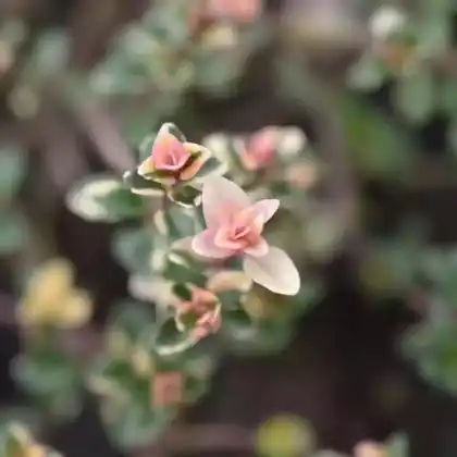 Foto von Breitblättriger Thymian 'Foxley' (Thymus pulegioides 'Foxley')