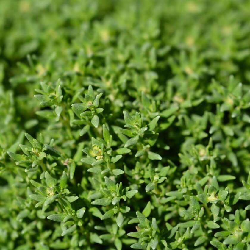 Echter Thymian / Thymus vulgaris