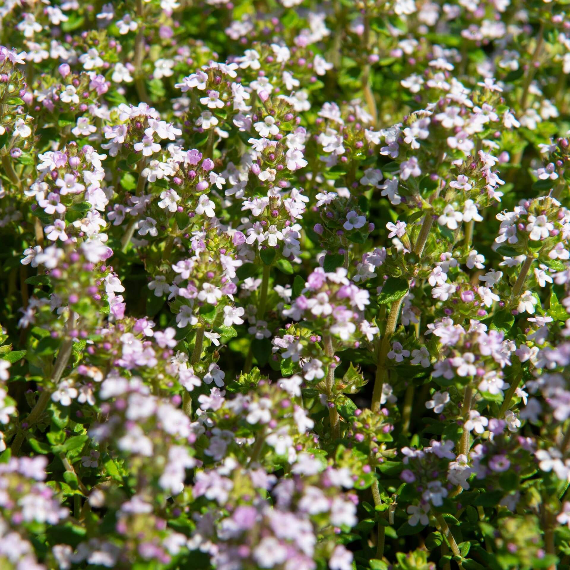 Echter Thymian 'Compactus' (Thymus vulgaris 'Compactus')