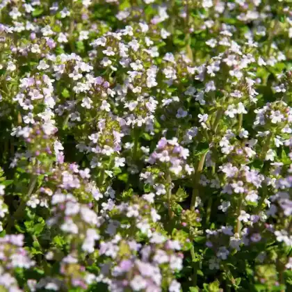 Foto von Echter Thymian 'Compactus' (Thymus vulgaris 'Compactus')