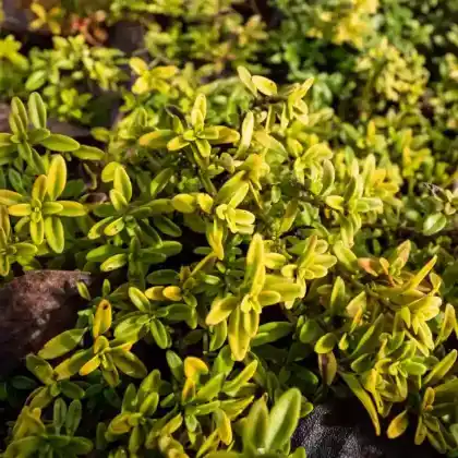 Foto von Zitronen-Thymian 'Golden Dwarf' (Thymus x citriodorus 'Golden Dwarf')