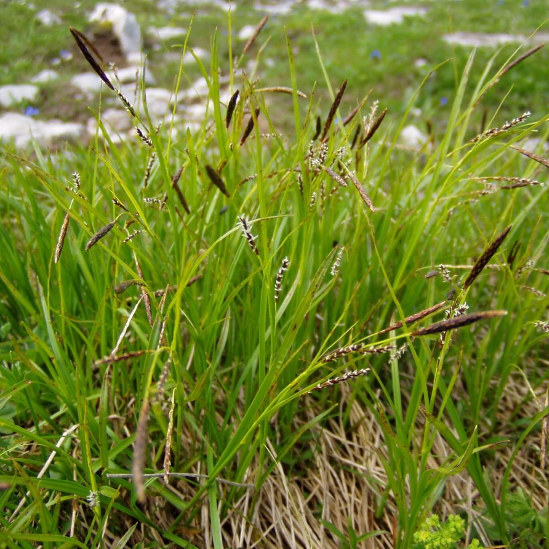 Horst-Segge (Carex sempervirens)