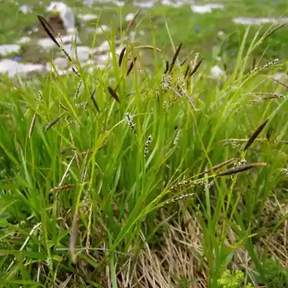 Foto von Horst-Segge (Carex sempervirens)