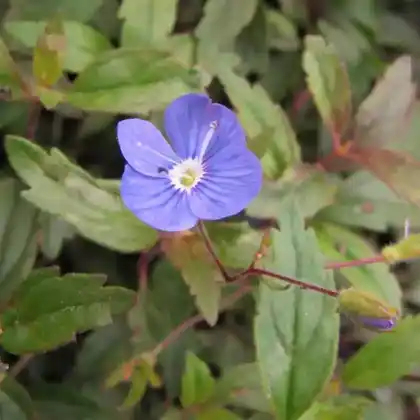 Foto von Gestielter Ehrenpreis 'Georgian Blue' (Veronica peduncularis 'Georgian Blue')