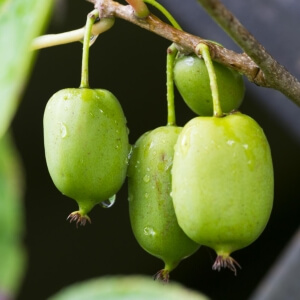Actinidia arguta 'Issai'