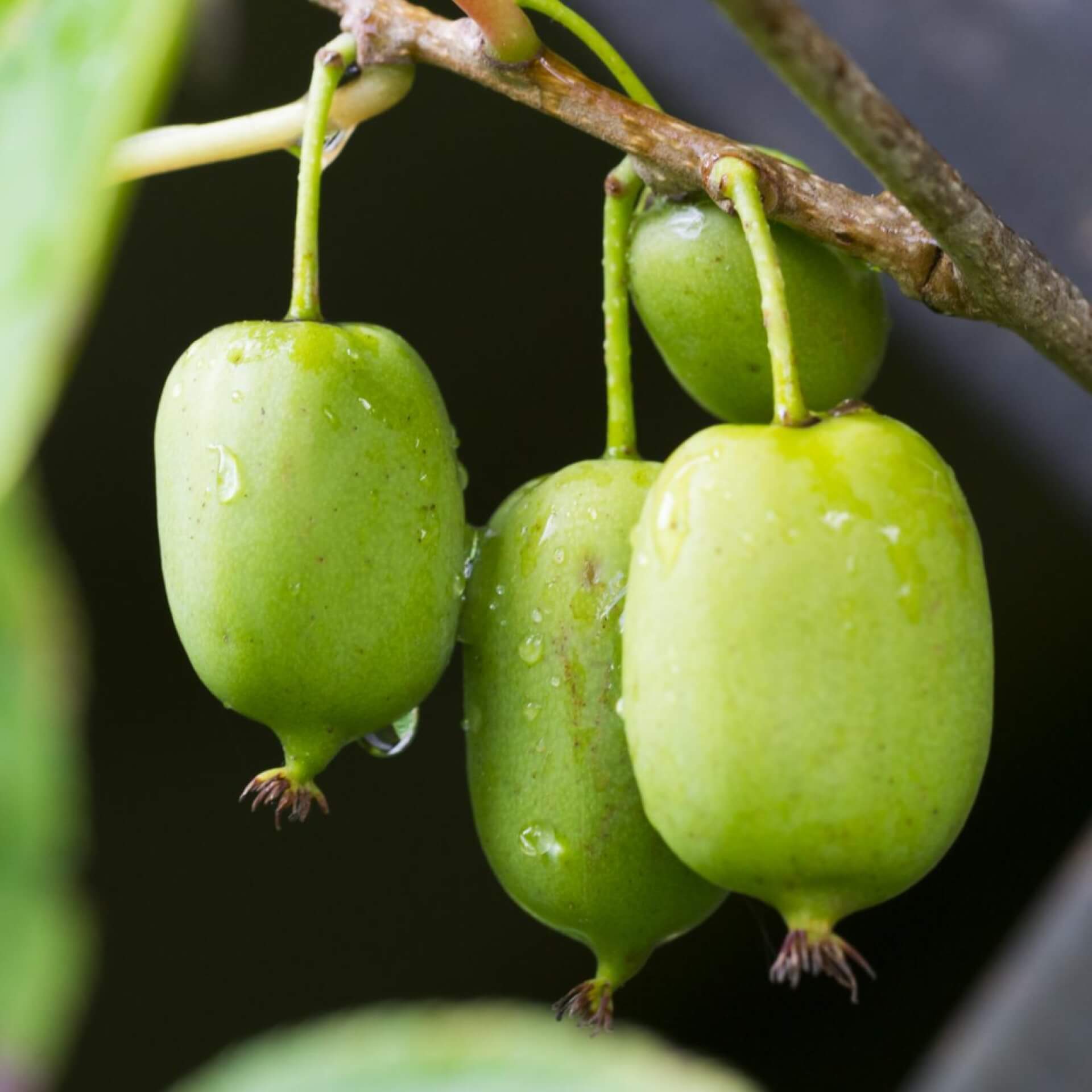 Minikiwi 'Issai' (Actinidia arguta 'Issai')