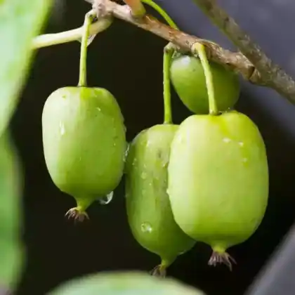 Foto von Minikiwi 'Issai' (Actinidia arguta 'Issai')
