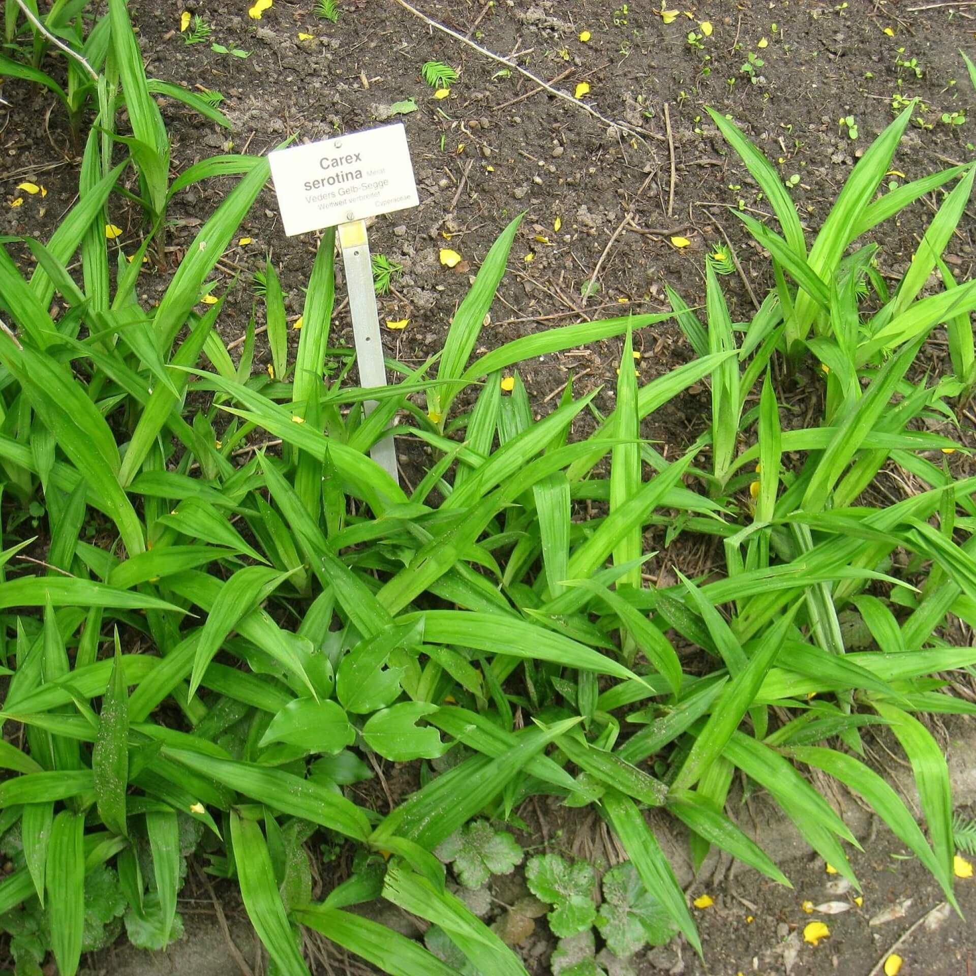Späte Gelb-Segge (Carex serotina)