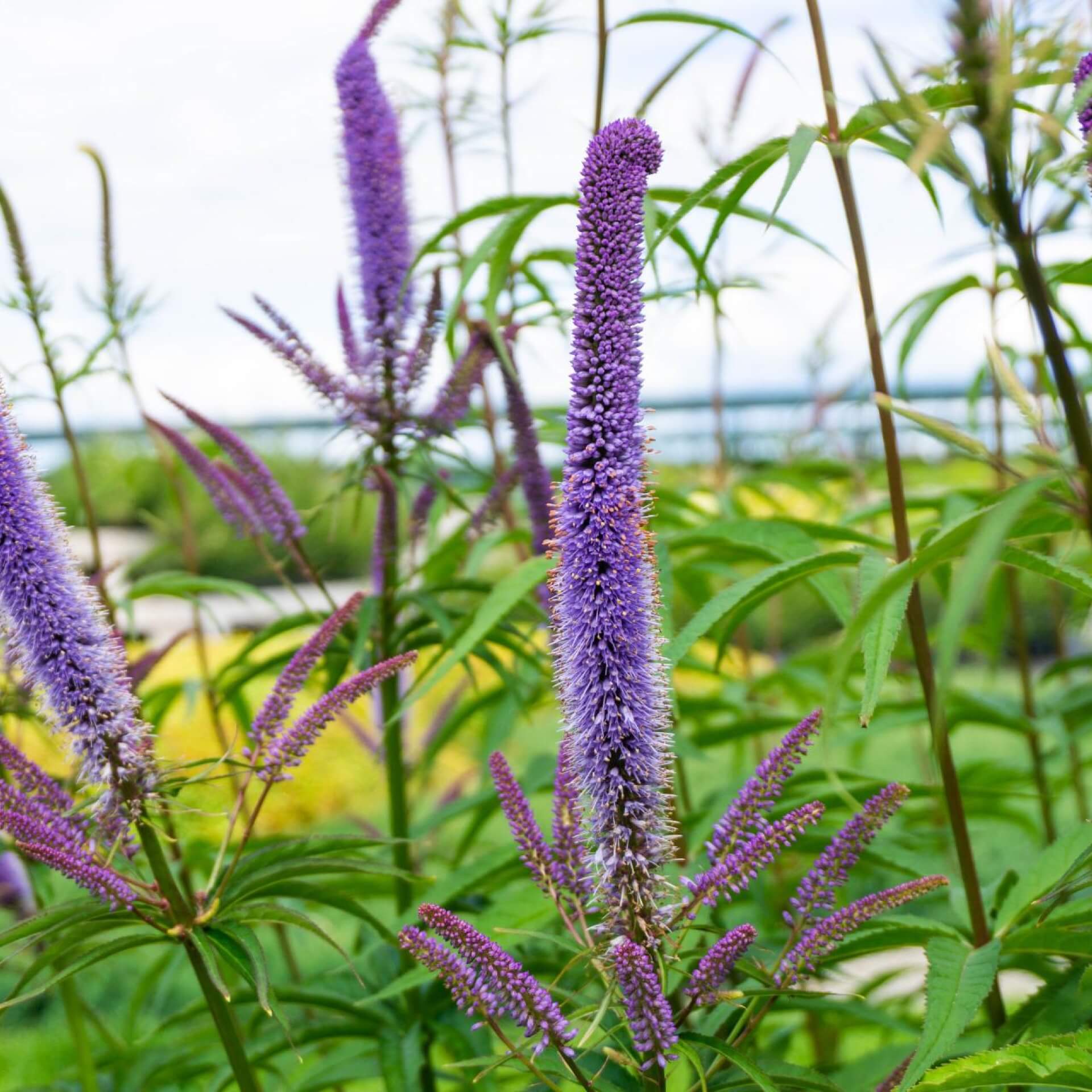 Kandelaber-Ehrenpreis 'Fascination' (Veronicastrum virginicum 'Fascination')