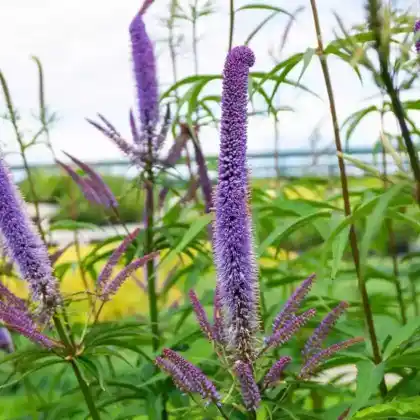 Foto von Kandelaber-Ehrenpreis 'Fascination' (Veronicastrum virginicum 'Fascination')