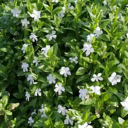Foto von Großes Immergrün 'Alba' (Vinca major 'Alba')
